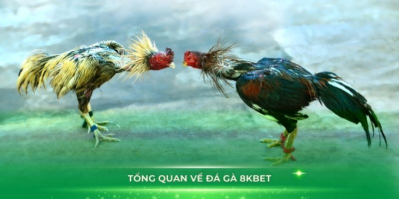 Tổng quan về đá gà 8KBET